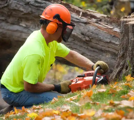 tree services Minnesott Beach